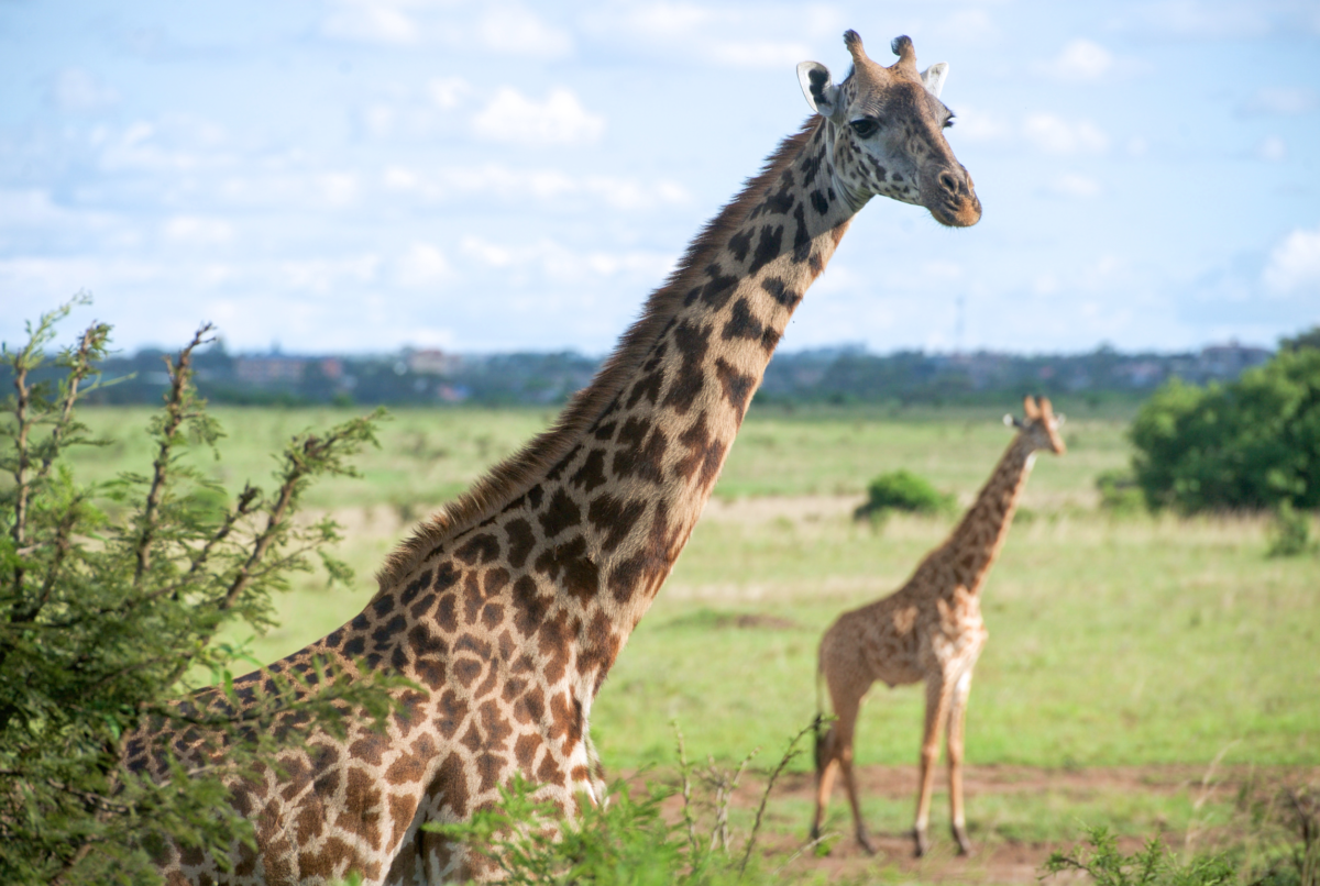 The Nairobi National Park, a gem in the city