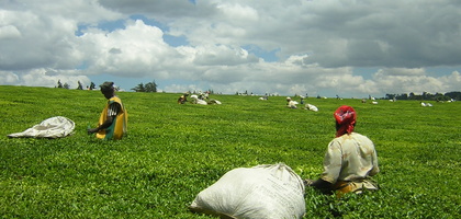 Kericho Tea Plantations