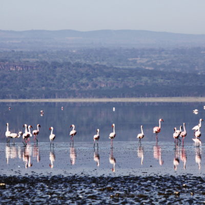 Lake Nakuru. Some Amazing Places in Kenya