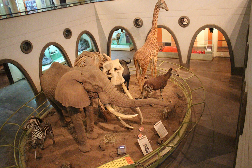 Why Visitors Fancy the Nairobi National Museum