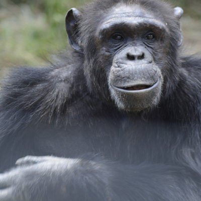 Ol Pejeta Chimpanzee Sanctuary / © Shalet Mkamzungu