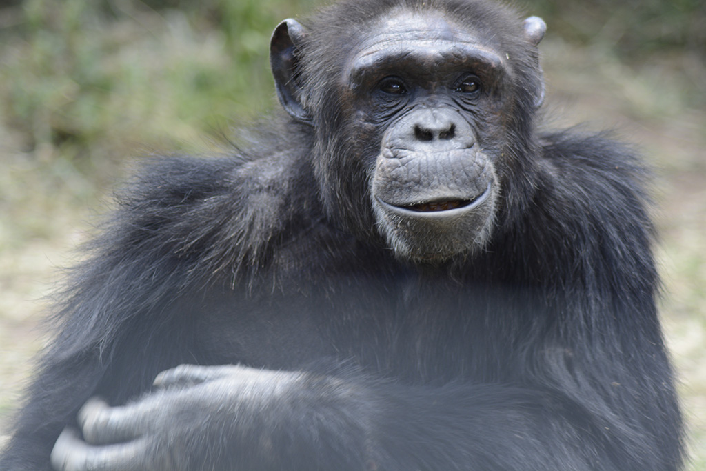 Ol Pejeta Chimpanzee Sanctuary