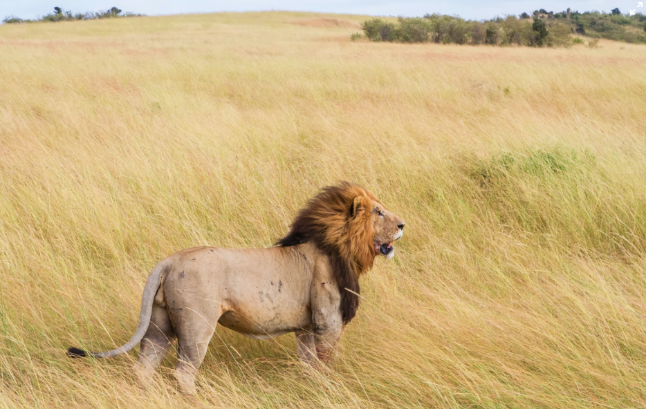 lion kenya