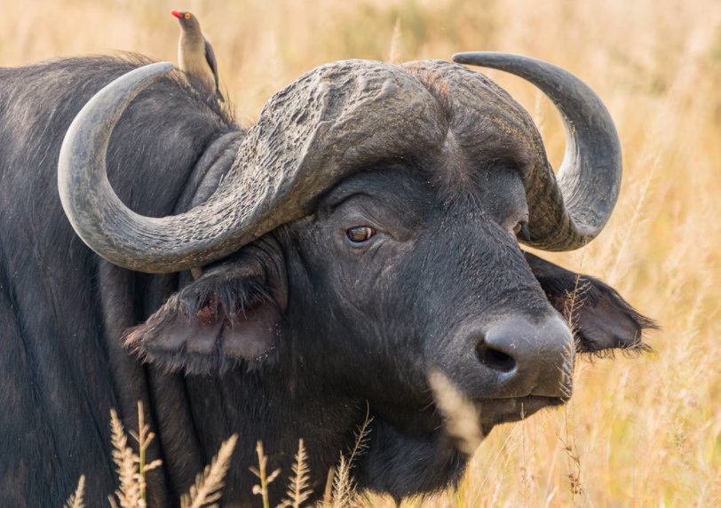 the buffalo kenya