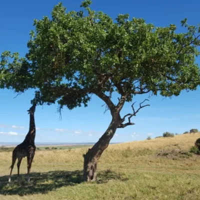 Eco-Tourism in Kenya