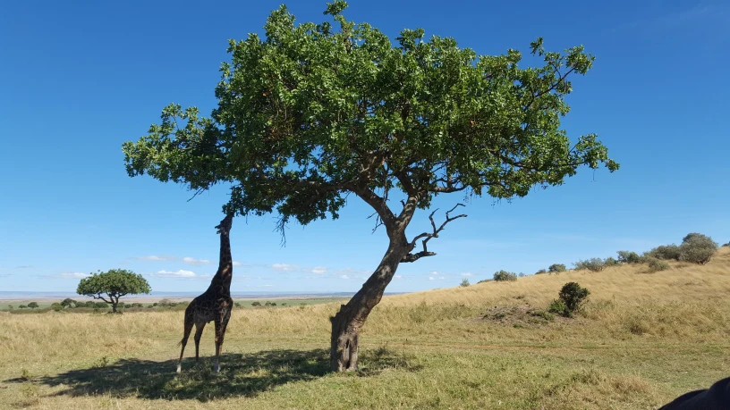 The Benefits of Eco-Tourism in Kenya: A Comprehensive Guide